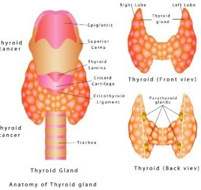 thyroid hormones diagram