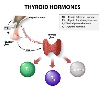 thyroid hormones diagram