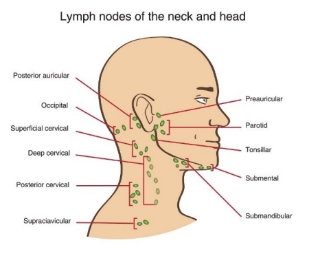 diagram of lymph nodes of the neck and head
