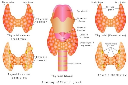 anatomy of thyroid gland