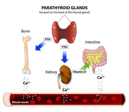 parathyroid glands diagram